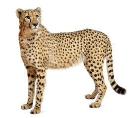 Cheetah, Acinonyx jubatus, 18 months old, standing