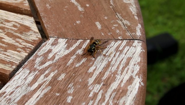 Wespe frisst Holzm&ouml;bel