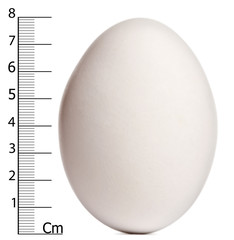 Cape Barren Goose egg with measurements