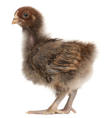 Orpington, a breed of chicken, 3 weeks old, standing