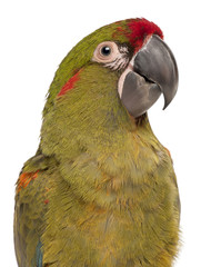 Obraz premium Close-up of Red-fronted Macaw, Ara rubrogenys, 6 months old