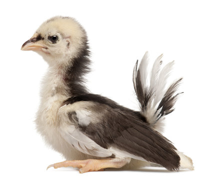 Serama, Malay Ayam Serama, a bantam breed of chicken