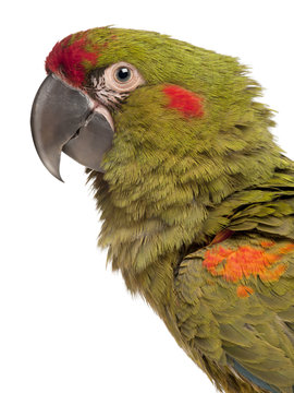 Fototapeta Close-up of Red-fronted Macaw, Ara rubrogenys, 6 months old