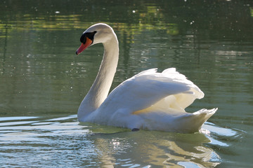 White swan on lake