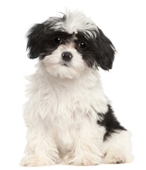 Havanese puppy, 12 weeks old, sitting