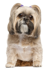 Shih Tzu, 6 years old, sitting in front of white background