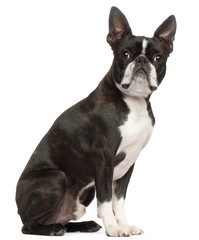 Boston Terrier, 1 year old, sitting in front of white background