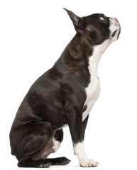 Boston Terrier, 1 year old, sitting in front of white background