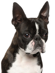 Close-up of Boston Terrier, 1 year old