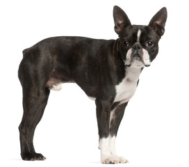 Boston Terrier, 1 year old, standing