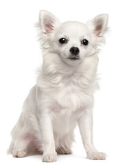 Chihuahua, 7 months old, sitting in front of white background