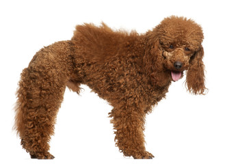 Poodle, 1 year old, standing in front of white background