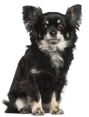 Chihuahua, 2 years old, sitting in front of white background
