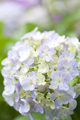 アジサイの花
