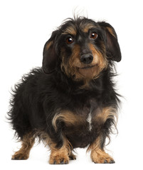 Dachshund, 9 years old, standing in front of white background