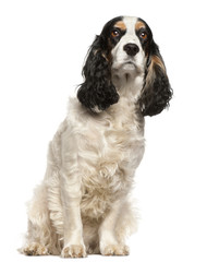 English Cocker Spaniel, 6 years old, sitting
