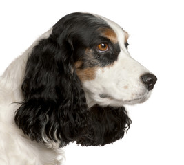 Close-up of English Cocker Spaniel, 6 years old