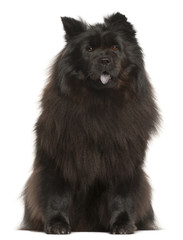 Chow Chow, 2 years old, sitting in front of white background