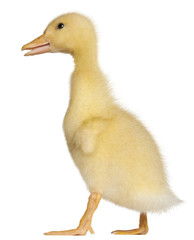 Duckling, 1 week old, standing in front of white background