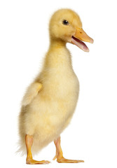 Duckling, 1 week old, standing in front of white background