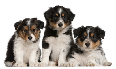 Border Collie puppies, 6 weeks old