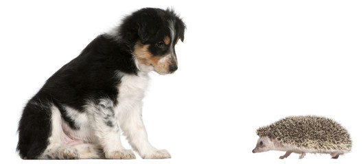 Border Collie puppy, 6 weeks old, playing with a hedgehog