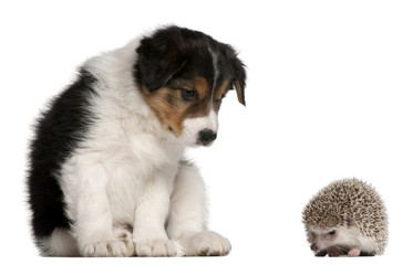 Border Collie puppy, 6 weeks old, playing with a hedgehog