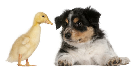 Fototapeta premium Border Collie puppy, 6 weeks old, playing with a duckling