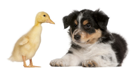 Border Collie puppy, 6 weeks old, playing with a duckling