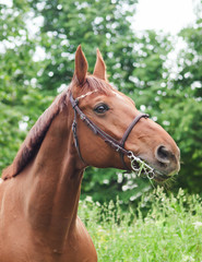 portrait of beautiful red horse