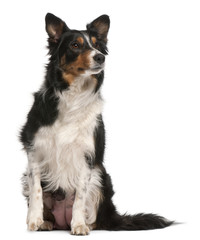 Border Collie sitting in front of white background