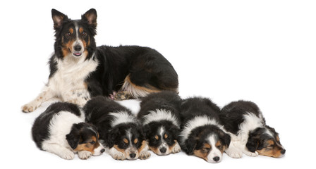 Female Border Collie, 3 years old, and Border Collie puppies