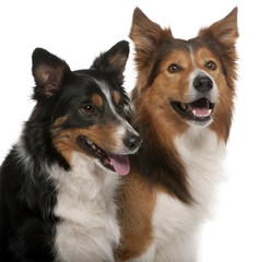 Close-up of Male Border Collie and Female Border Collie