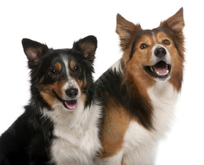 Close-up of Male Border Collie and Female Border Collie
