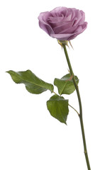 Obraz premium Rosa aqua in front of a white background