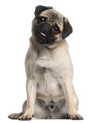 Pug, 8 months old, sitting in front of white background