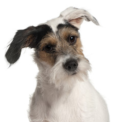 Close-up of Fox Terrier puppy, 6 months old