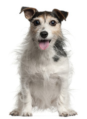 Jack Russell Terrier, 7  years old, sitting