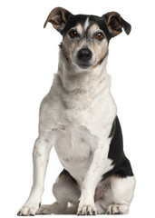 Jack Russell Terrier, 12 years old, sitting