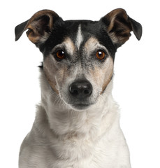 Obraz premium Close-up of Jack Russell Terrier, 12 years old