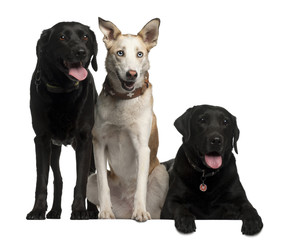 Labrador Retrievers, 7  and 8 years old and a Podenco Canario