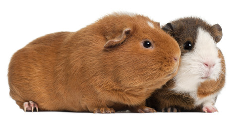 Guinea pigs, 9 months old, in front of white background