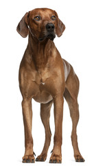 Rhodesian Ridgeback, 2 years old, standing