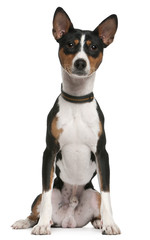Basenji, 1 year old, sitting in front of white background