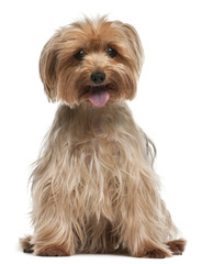 Yorkshire Terrier, 14 years old, sitting