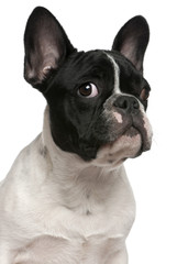 Close-up of French bulldog puppy, 5 months old