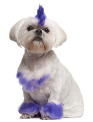 Shih Tzu with purple mohawk, 2 years old, sitting