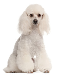 Poodle, 2 years old, sitting in front of white background