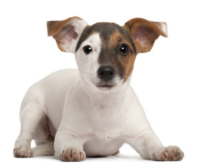 Jack Russell Terrier puppy, 5 months old, lying