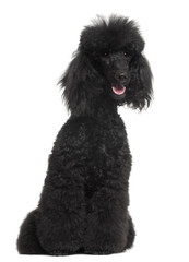 Poodle, 8 months old, sitting in front of white background